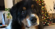 avatar petsitter