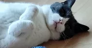 avatar petsitter