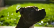 avatar petsitter