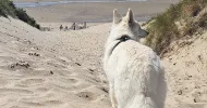 avatar petsitter