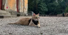 avatar petsitter