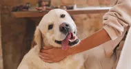 avatar petsitter