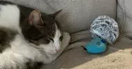avatar petsitter