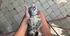 avatar petsitter