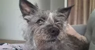 avatar petsitter