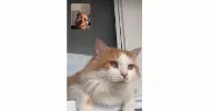 avatar petsitter