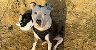 avatar petsitter