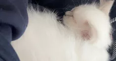 avatar petsitter