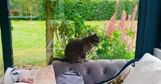avatar petsitter