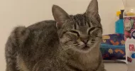 avatar petsitter