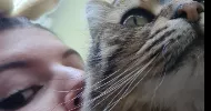 avatar petsitter