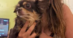 avatar petsitter
