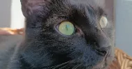 avatar petsitter
