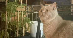 avatar petsitter