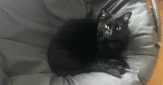 avatar petsitter