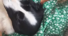 avatar petsitter