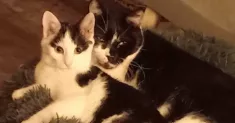 avatar petsitter