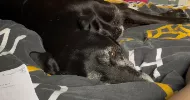 avatar petsitter