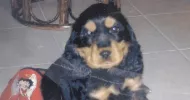 avatar petsitter