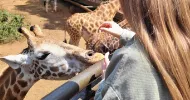avatar petsitter