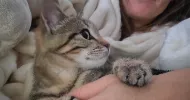 avatar petsitter