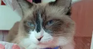 avatar petsitter