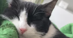 avatar petsitter