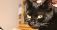 avatar petsitter
