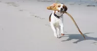 avatar petsitter