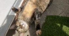 avatar petsitter