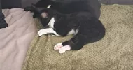 avatar petsitter