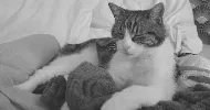 avatar petsitter