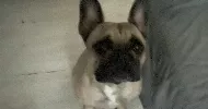 avatar petsitter