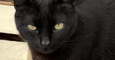 avatar petsitter