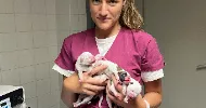 avatar petsitter
