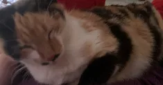 avatar petsitter