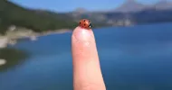 avatar petsitter