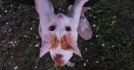 avatar petsitter