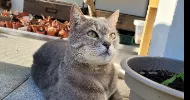 avatar petsitter