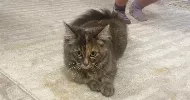 avatar petsitter