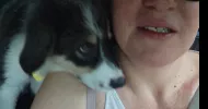 avatar petsitter