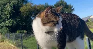 avatar petsitter