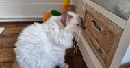 avatar petsitter