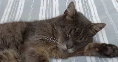 avatar petsitter