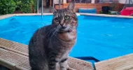 avatar petsitter