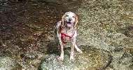 avatar petsitter