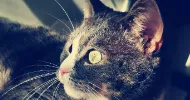 avatar petsitter