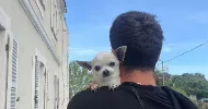 avatar petsitter
