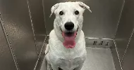 avatar petsitter