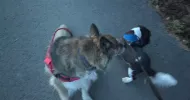 avatar petsitter
